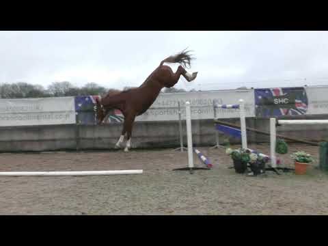 3 yrs stallion by Kannan