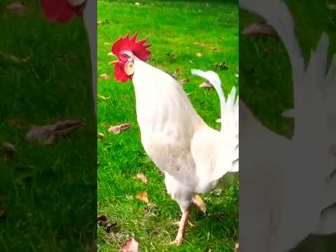 Rooster morning sound #crowing #rooster #chicken