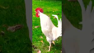 Download lagu Rooster morning sound #crowing #rooster #chicken mp3 Download lagu Rooster morning sound #crowing #rooster #chicken mp3