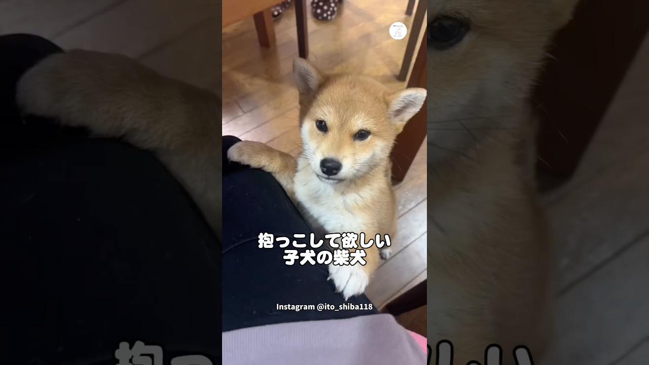 抱っこして欲しい子犬　#子犬　#柴犬　#犬　#かわいい犬 #犬のいる暮らし