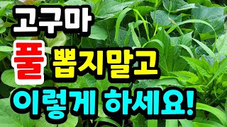 고구마밭 큰풀은 뽑으면 안되는 이유! 풀 뽑지말고 이렇게 하세요.