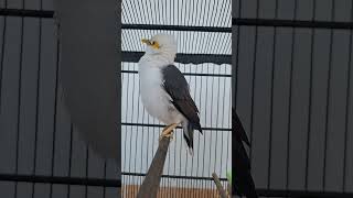 Download lagu jalak putih punggung abu/blambangan (Acridotheres melanopterus tricolor) mp3