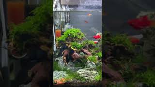 目指せウィーピングモスボボモジャモジャ#2 黒髭苔発生！！リセットするか悩んでいます