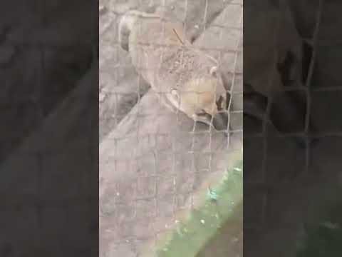 zoológico de presidencia roque saenz peña