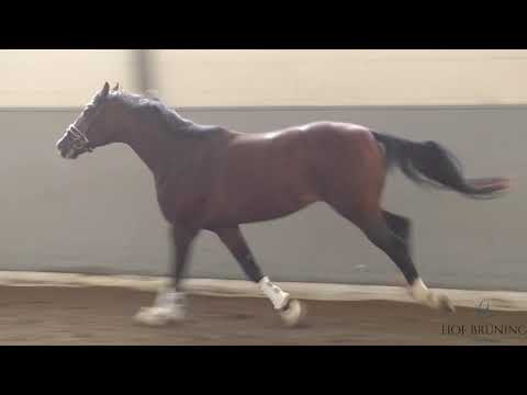 Hof Brüning - Benicio - First Choice - Romanov, Hengst, geb. 2019