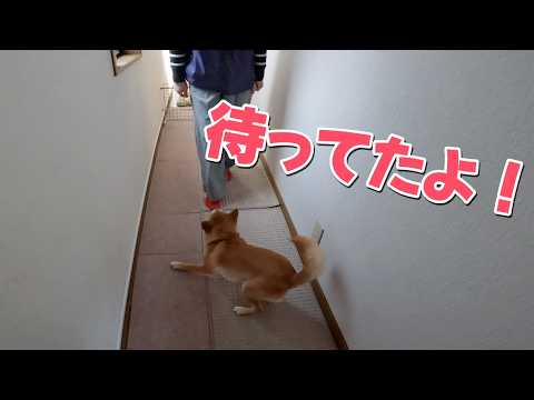 youtube-動物記事1970/01/01 09:00:00