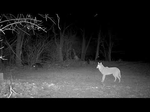 Coyote Kills Raccoon