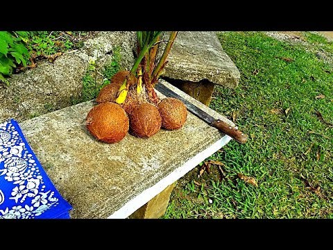download lagu mp3 mp4 Faire Pousser Une Noix De Coco, download lagu Faire Pousser Une Noix De Coco gratis, unduh video klip Faire Pousser Une Noix De Coco