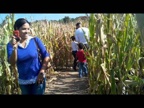 Corn maze 2
