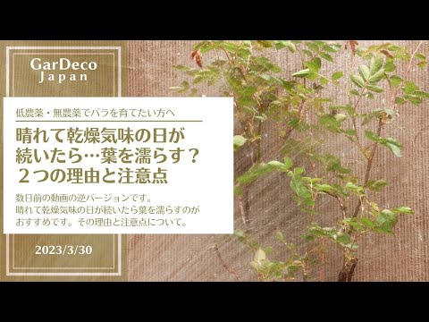 バラの乾燥: 確実に成功する最高のヒント 植物