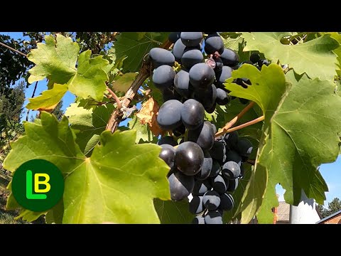 Ovo je VINOVA LOZA KOJA SE NE PRSKA ili se ređe prska