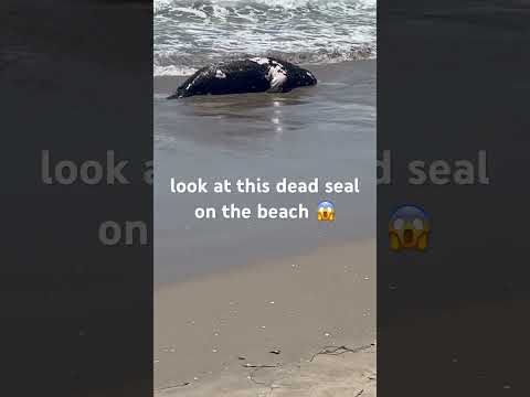 look at the dead seal 😱😭 #viral #fyp #beach #ocean #animals #crazy