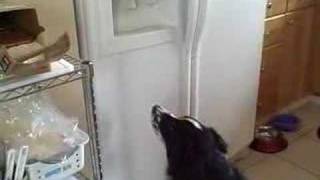 Dog Getting Ice Cube from Refrigerator Ice maker