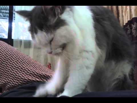 Cat massager (MoLLy)