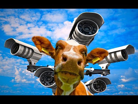 Деревенские будни / Коровы под присмотром - видеонаблюдение через интернет / День Рождения ЕГОРА