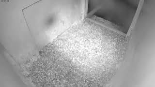 Massachusetts · Falcon · inside view · MA live stream
