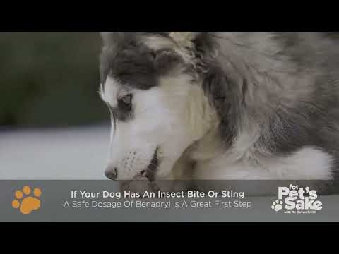 How to treat insect bites & stings in dogs