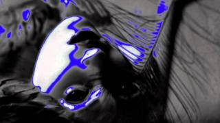 Negramaro _ blucobalto