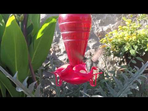 Hummingbirds for Jiana