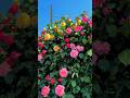 Rose Flower Status Nature Shortsviral Roseflower