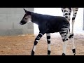 Endangered Okapi Calf Named Beni Born At Disney S Animal Kingdom Lodge Walt Disney World Resort