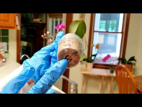 Watch me repot my new Expresso orchid in sphagnum moss!