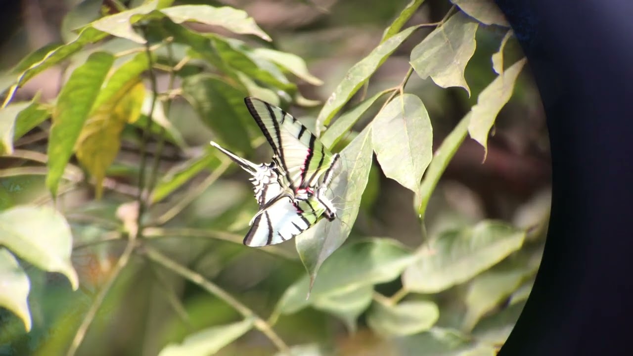 Eurytides protesilaus Protesilaus Swallowtail butterflies mating on leaves in tropical habitat showing long tails and striped wings