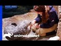 Saying Goodbye To Oz The Sea Otter | The Aquarium