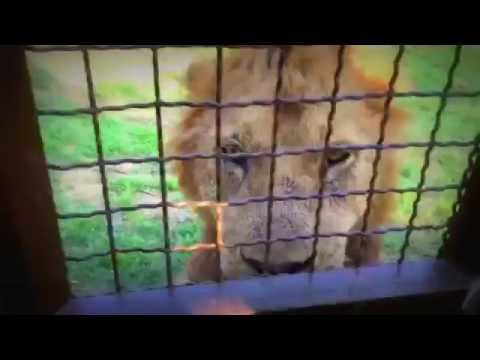 Face to Face Feeding Fierce Lions in Taiwan Safari 2016 - Humans in Cage!!!