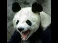 Panda roar 🐼🔊