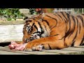 The Zoo At Flamingo Land