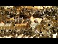 Bees A Metaphor For Human Behaviour Society Politics