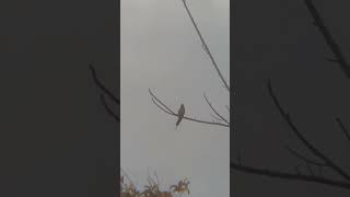 Download lagu Kirik kirik laut mp3