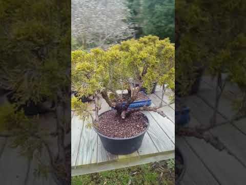 Bonsai Wacholder...ein paar😁