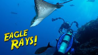 A Quest for EAGLE RAYS in the Galapagos!  Can we find them??