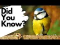 Things You Need To Know About BLUE TITS