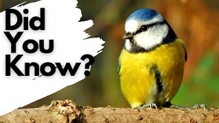 Download lagu Things you need to know about BLUE TITS! mp3 Download lagu Things you need to know about BLUE TITS! mp3