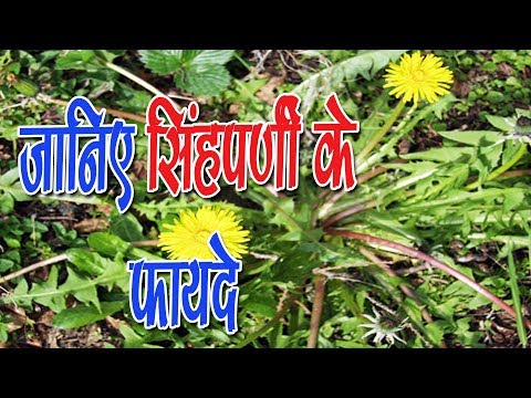 download lagu mp3 mp4 Dandelion Ayurvedic Name, download lagu Dandelion Ayurvedic Name gratis, unduh video klip Dandelion Ayurvedic Name