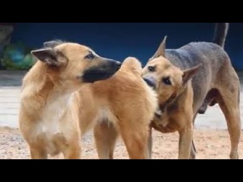 Kdam meeting mating during happy season enjoying time for Kdam #dog #dogbreed #dogmom 