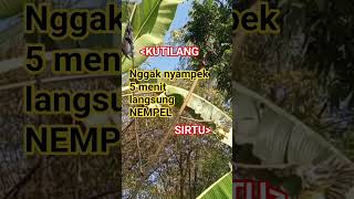Download lagu suara pikat burung kecil ||BURCIL mp3