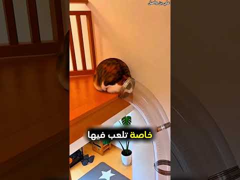 صاحبها يشتري منزل جديد بطريقة مميزة ❤️ #shorts
