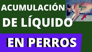 ASCITIS EN PERROS. ASCITIS CANINA.