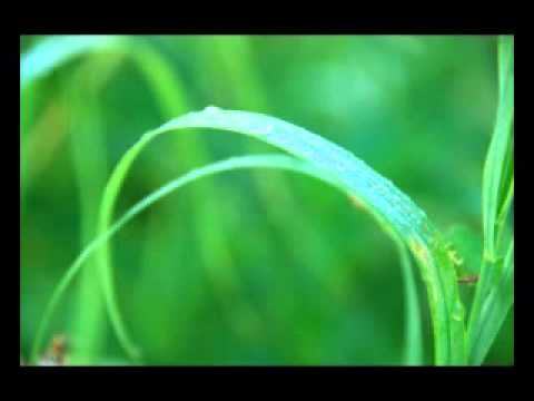 Программа для релаксации. Пение птиц весной под звук ручья