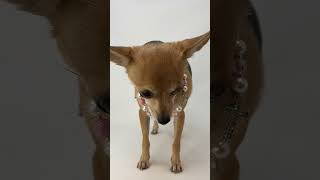 Video preview image #1 Chihuahua Puppy For Sale in Benton, LA, USA