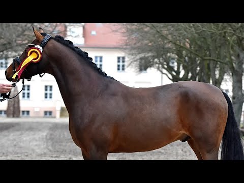 "Charming boy " v. Celebration WE 2020 *