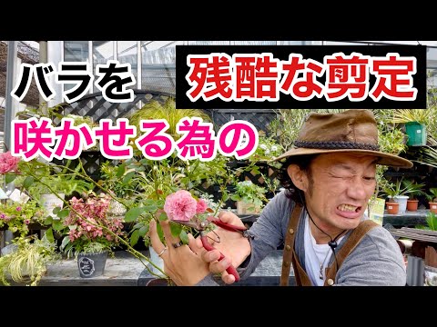 バラの剪定時によくある3つの間違い 植物