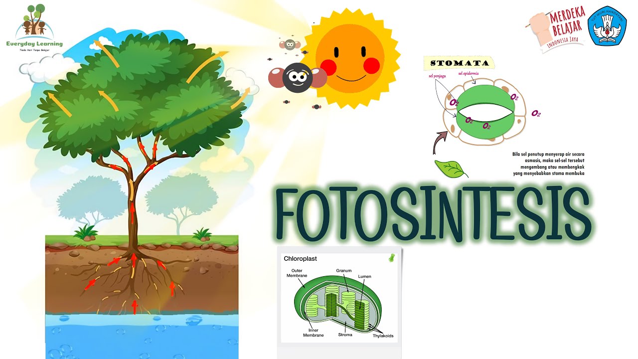 PROSES FOTOSINTESIS PADA TUMBUHAN (KELAS 4 SD KURIKULUM MERDEKA)