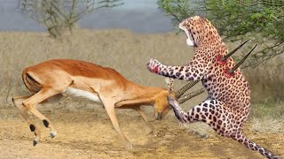 30 Tragic Moments of Cheetah When Impala Knock Down Cheetah To Protect Their Baby - Lion vs Impala