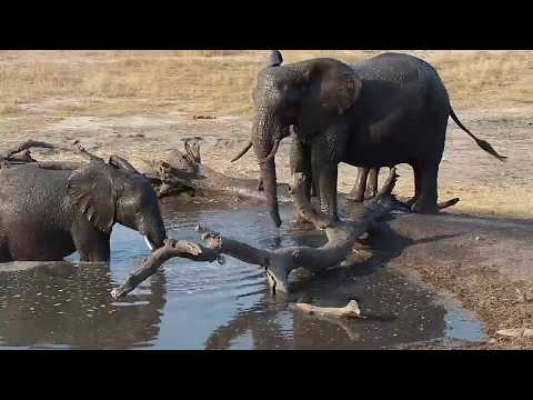 Djuma: Elephants- small group join the Hippos at the pan - 16:10 - 09/21/19