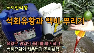 노지한라봉 석회유황합제를 뿌려주어 맛과 향을 좋게하고 응애를 방제하고 생선아미노산과 유황가리고토 액비를 뿌려…